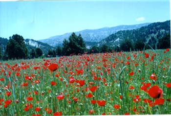 Bazbina